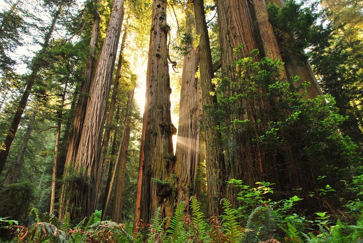 13 Remarkable Trees to See on Public Lands Tree Fresno